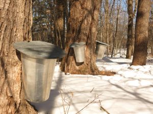 Pure Maple syrup Sapping process